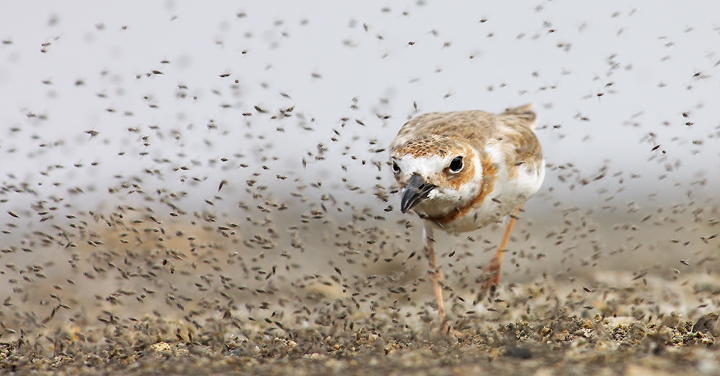Wilson's Plover