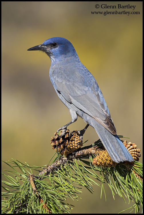 Pinyon Jay