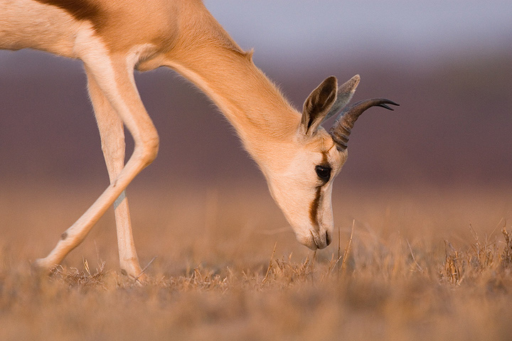 Browsing springbok