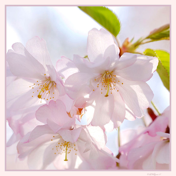 Cherry Blossoms 1
