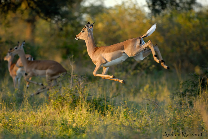 Impala