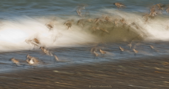 Sanderlings Waveside Impressionistic