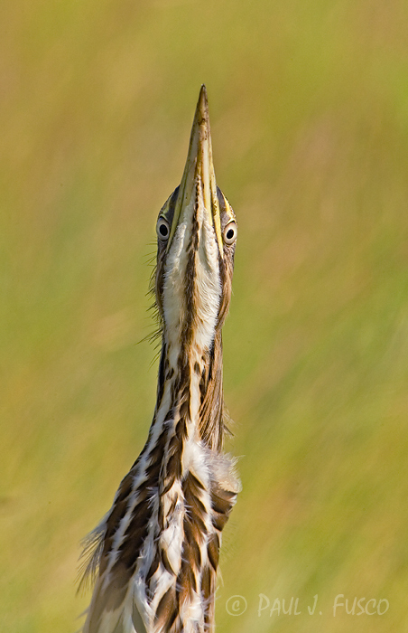 American bittern