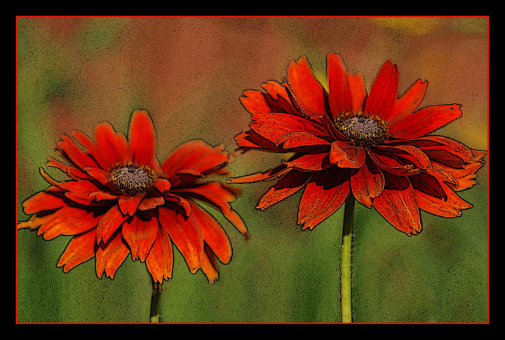 Posterized Rudbeckia