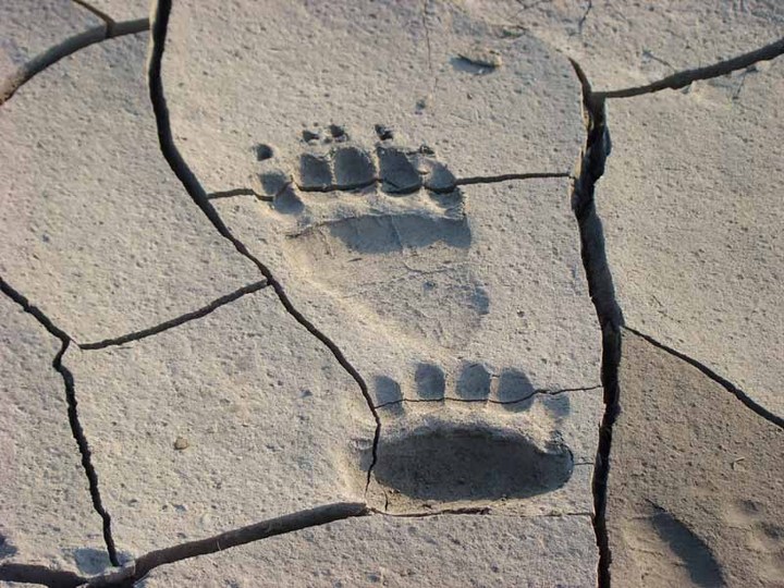 prints in the mud