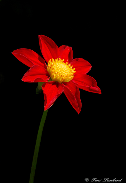 Facing the Light