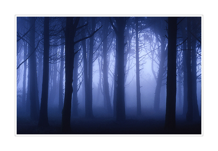 Mystic Forest
