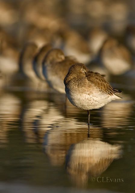 WC#298 - Western Sandpipers