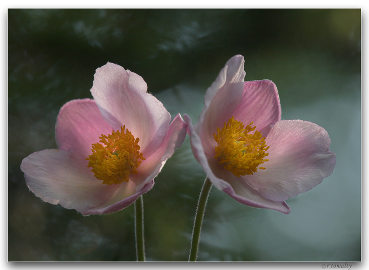 Blushing Ladies