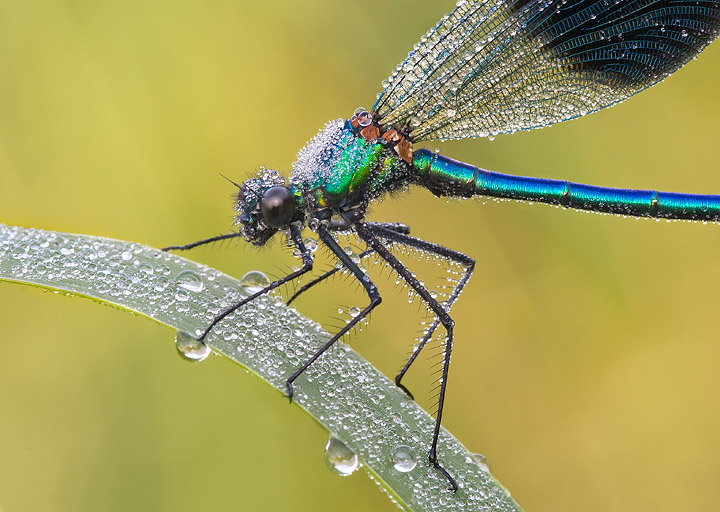Banded Agrion closeup covered in dew + repost
