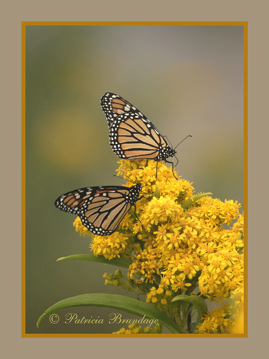 Monarch Migration