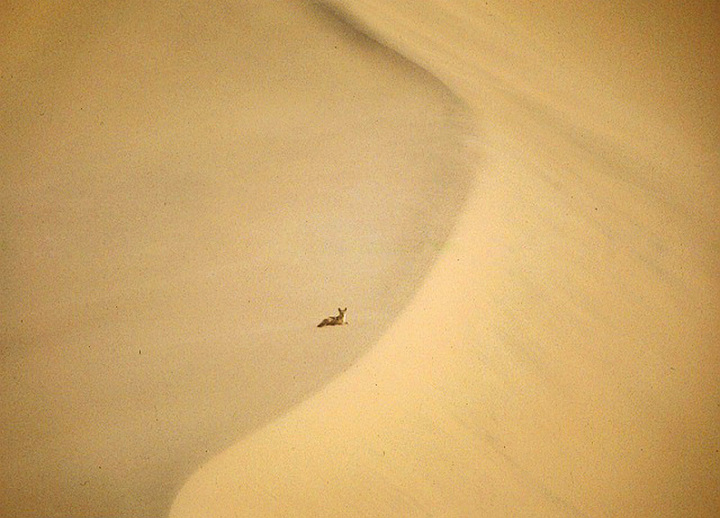 WC#300 Blackbacked Jackal in the Namib