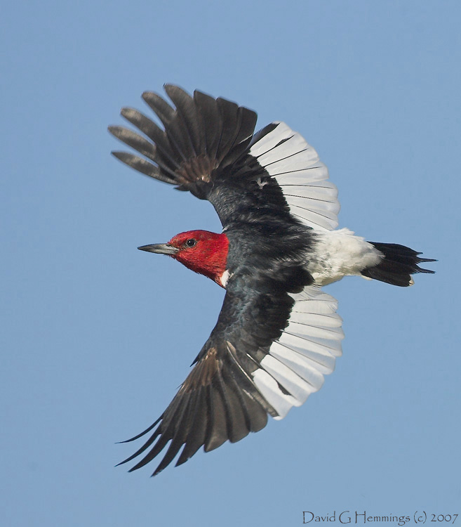 RHW in flight