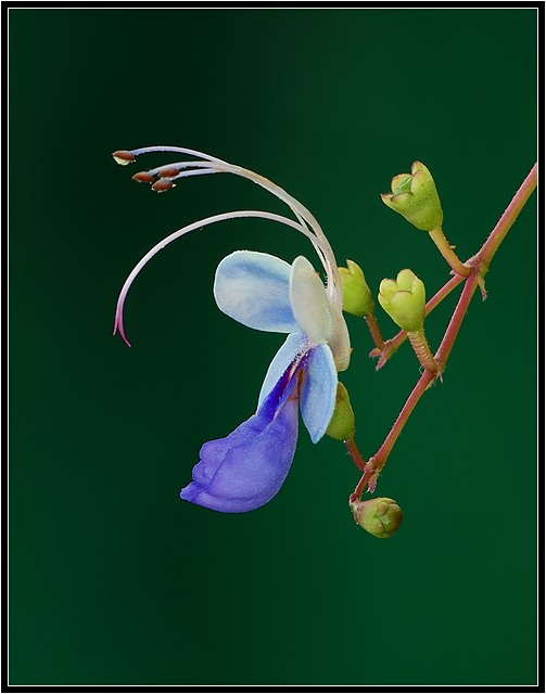 Butterfly Flower