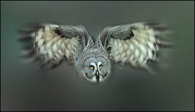 Great grey owl (c)