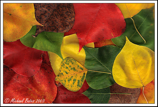 Tallow Tree Leaves...
