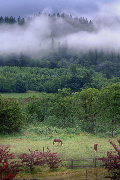 Tillamook Countryside after storm - WC#301