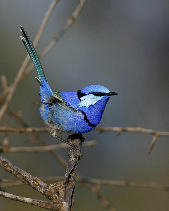 Splendid Fairy-wren