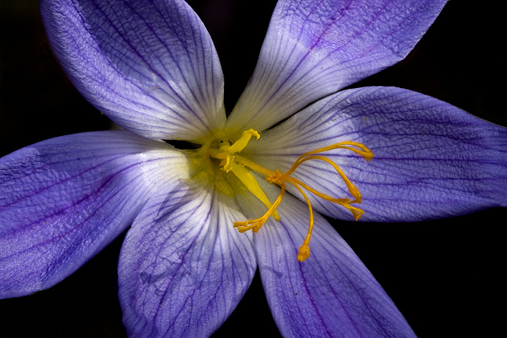 Focus in Blue