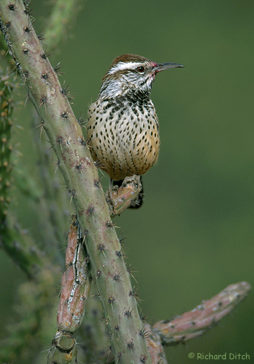 Cactus Wren