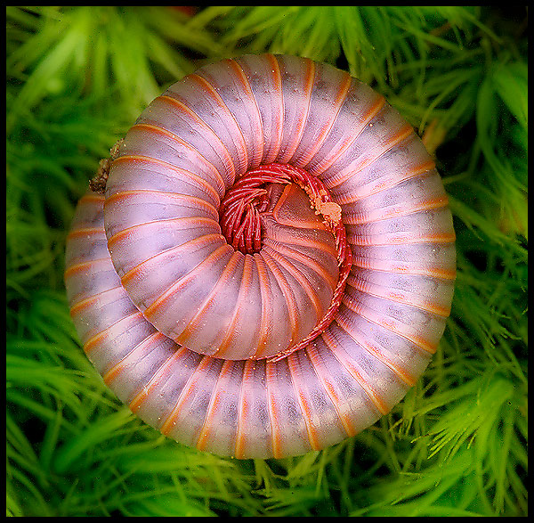 spiral