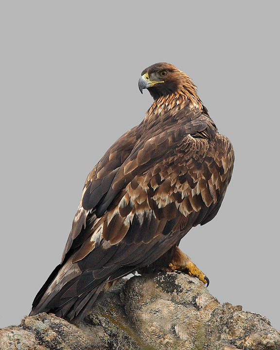 Golden Eagle (Aquila chrysaetos)