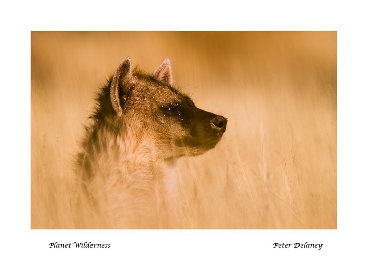 hyena