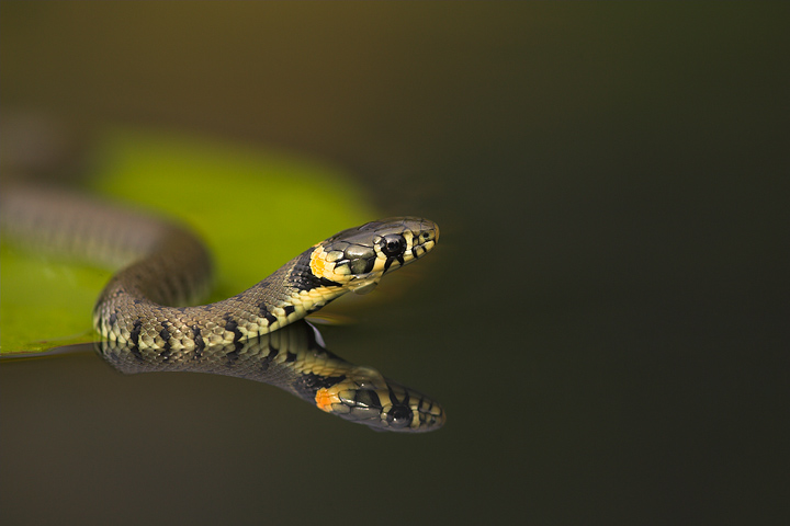 Grass Snake