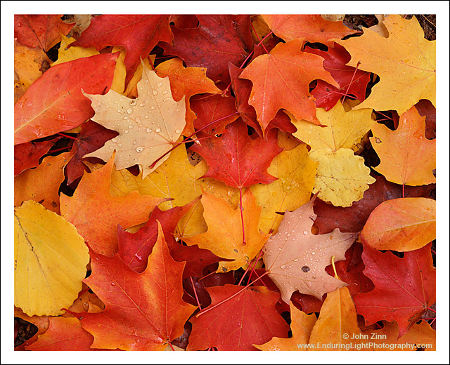 Fallen Leaves