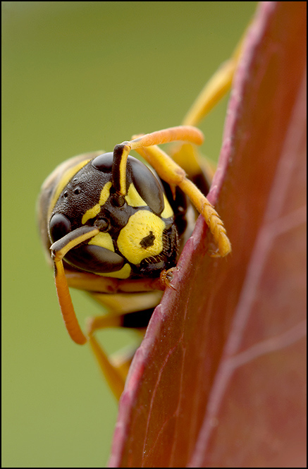 Yellow Jacket