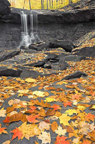 Do Leaves Dream in Color?   WC 305