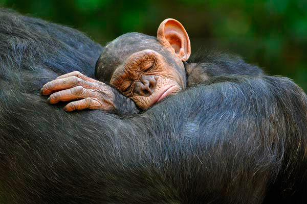 Chimpanzee resting