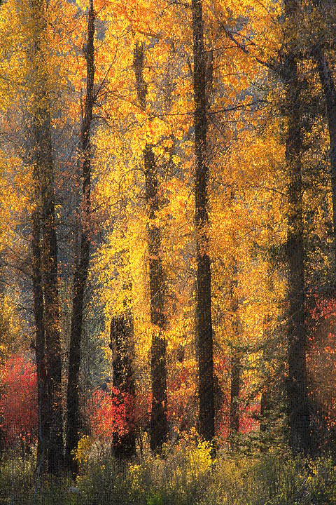 Autumn shimmer