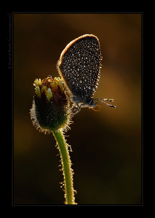 Butterfly of Pearls