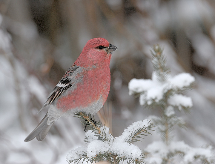Pine Grosbeak