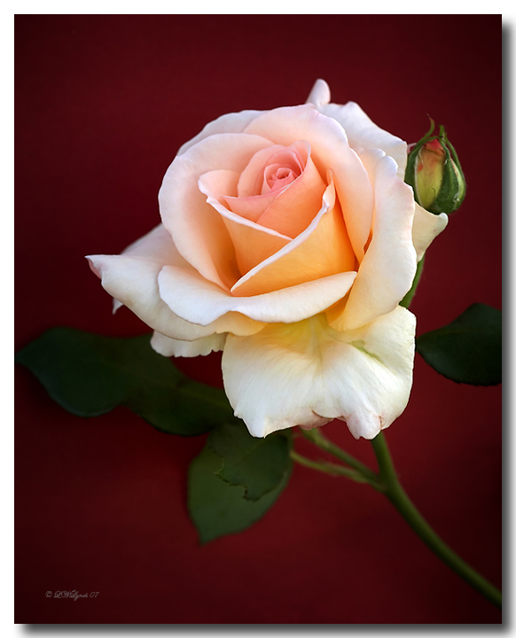 A Christmas Rose to One and All