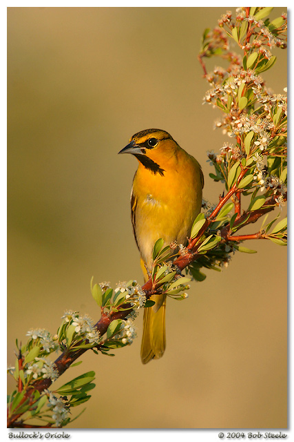 Bullock's Oriole