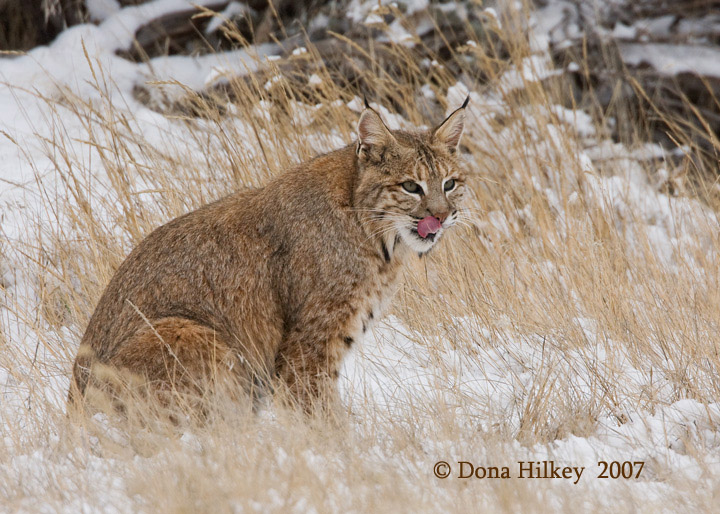 Bobcat licking his chops