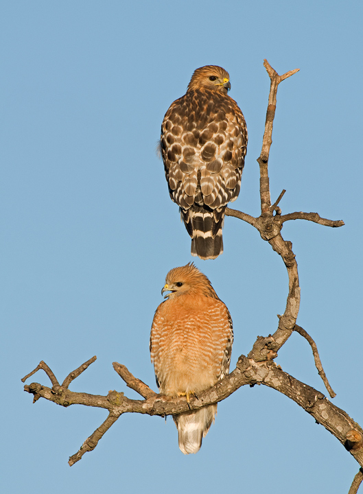 Red-shouldered Hawks