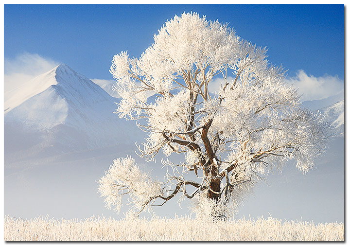 Rime ice, Sangre de Cristo Range