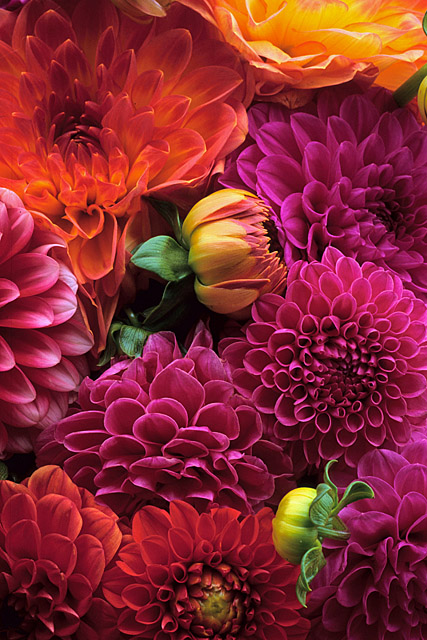 Summer Dahlias
