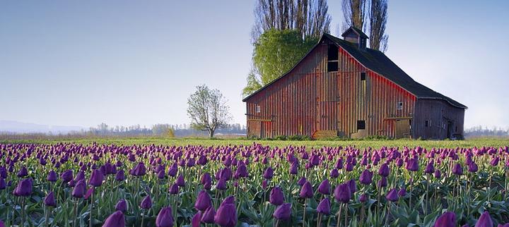 Red Barn, Purple Tulips