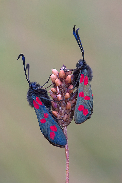 Pair of Six Spotted Burnet Moths