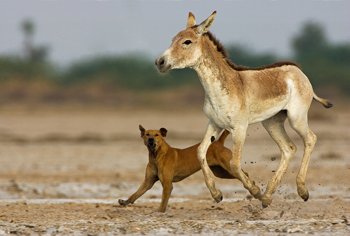 Indian Wild Ass
