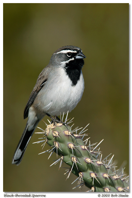 Black-throated Sparrow