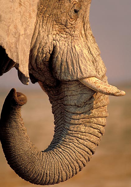 Close encounter