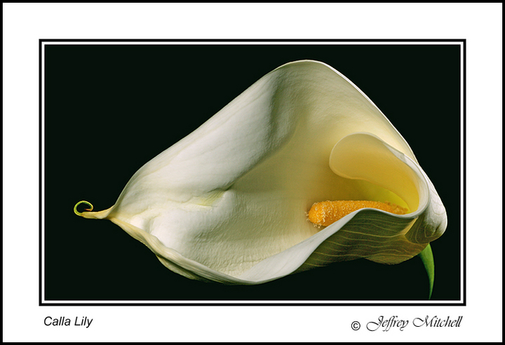 Calla Lily