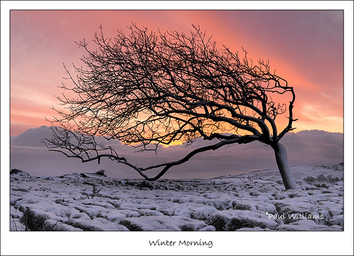 Winter Morning