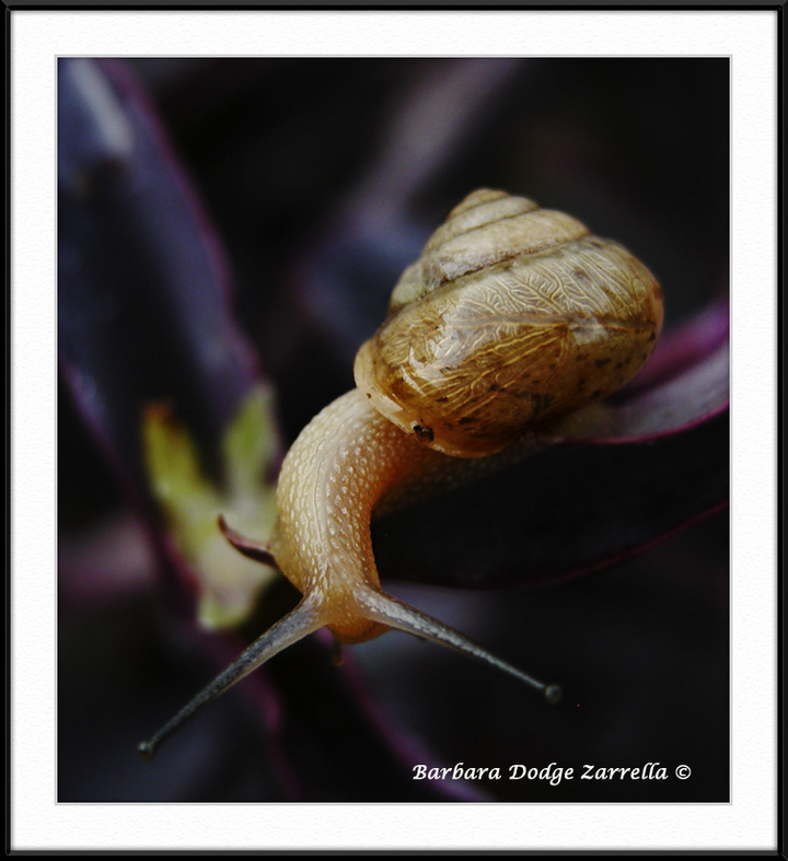 # 317 Snail Meal Time