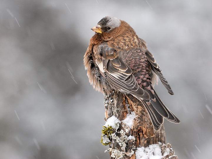 Gray-Crowned Rosy Finch